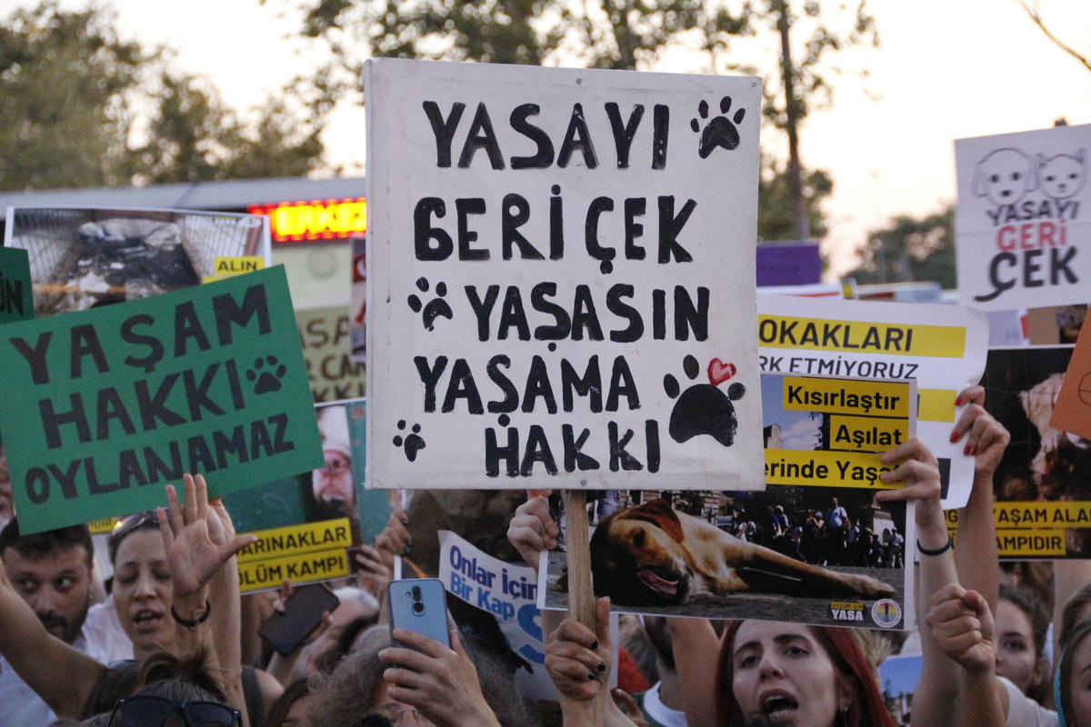 Sokak hayvanları tehlikede: “Susmayın, normalleştirmeyin”